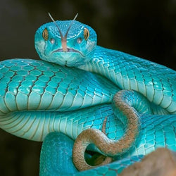 Snake Full Drill Painting Kit