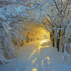 Snowy Forest Diamond Painting