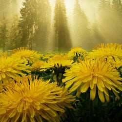  Sun Flowers Diamond Painting