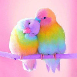 Sweet Birds Round Drill