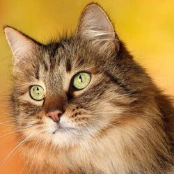 Sweet Cat with Staring Eyes Diamond Painting