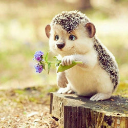 Hedgehog DIY Painting