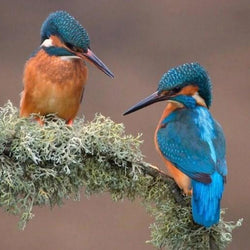Kingfisher Pair Diamond Painting