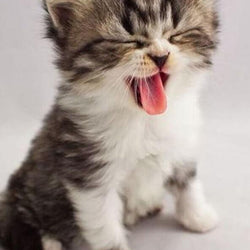Kitten Full Drill Painting Kit