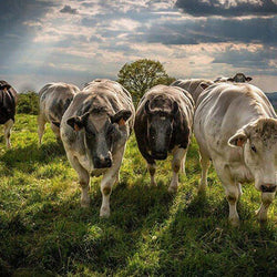 Cattle Diamond Painting Kit