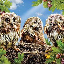 Three Owls on the Tree Paint by Diamonds