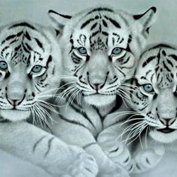 White Tigers Full Drill