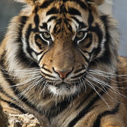 Tiger Diamond Painting