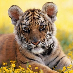 Tiger Cub Diamond Painting