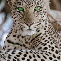 Tiger with green eyes Diamond Painting