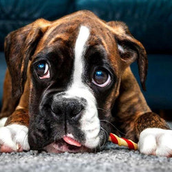 Tired Boxer Dog Diamond Painting