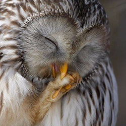 Tired Owl Painting with Diamond