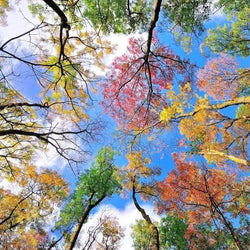 Trees Touching the Sky Diamond Painting Kit