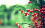 Twig Red Berries Leaves Diamond Painting Kit