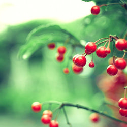 Twig Red Berries Leaves Diamond Painting Kit