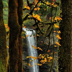 Ulmus Alata Trees Diamond Painting Kit