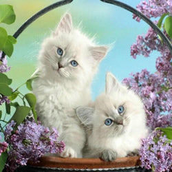 White Cats with Blue Eyes Diamond Painting Kit