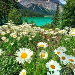 White Daisies & Mountain View Paint by Diamonds