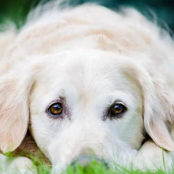 White Golden Retriever Puppy Paint by Diamonds