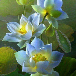 White Lotus Paint by Diamonds