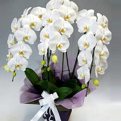 Orchids DIY Diamond Painting