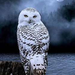 White Owl Gazing at Night Diamond Painting