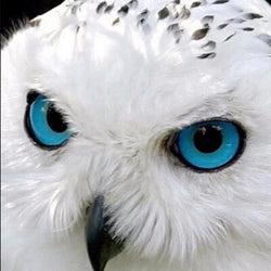 White Owl with Blue Eyes Diamond Painting