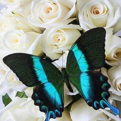 White Roses & Butterfly Paint by Diamonds