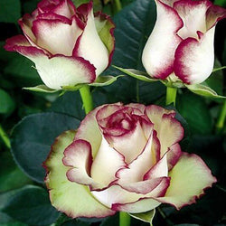 White Roses with Red Tips DIY Painting