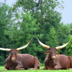 Wild Buffalo Paint by Diamonds