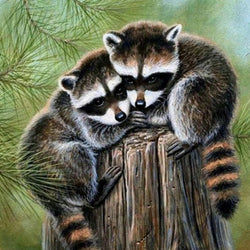 Wild Raccoons Paint by Diamonds