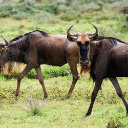 Wildebeest Paint by Diamonds