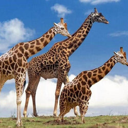 Yellow & Brown Giraffes Paint by Diamonds