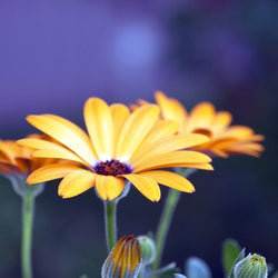Yellow Gerbera Flower Close up