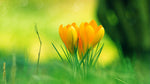 Yellow Tulips Paint by Diamonds