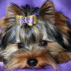 Yorkshire Terrier Diamond Painting Kit