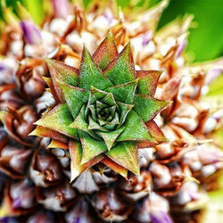 Pineapple Diamond Painting